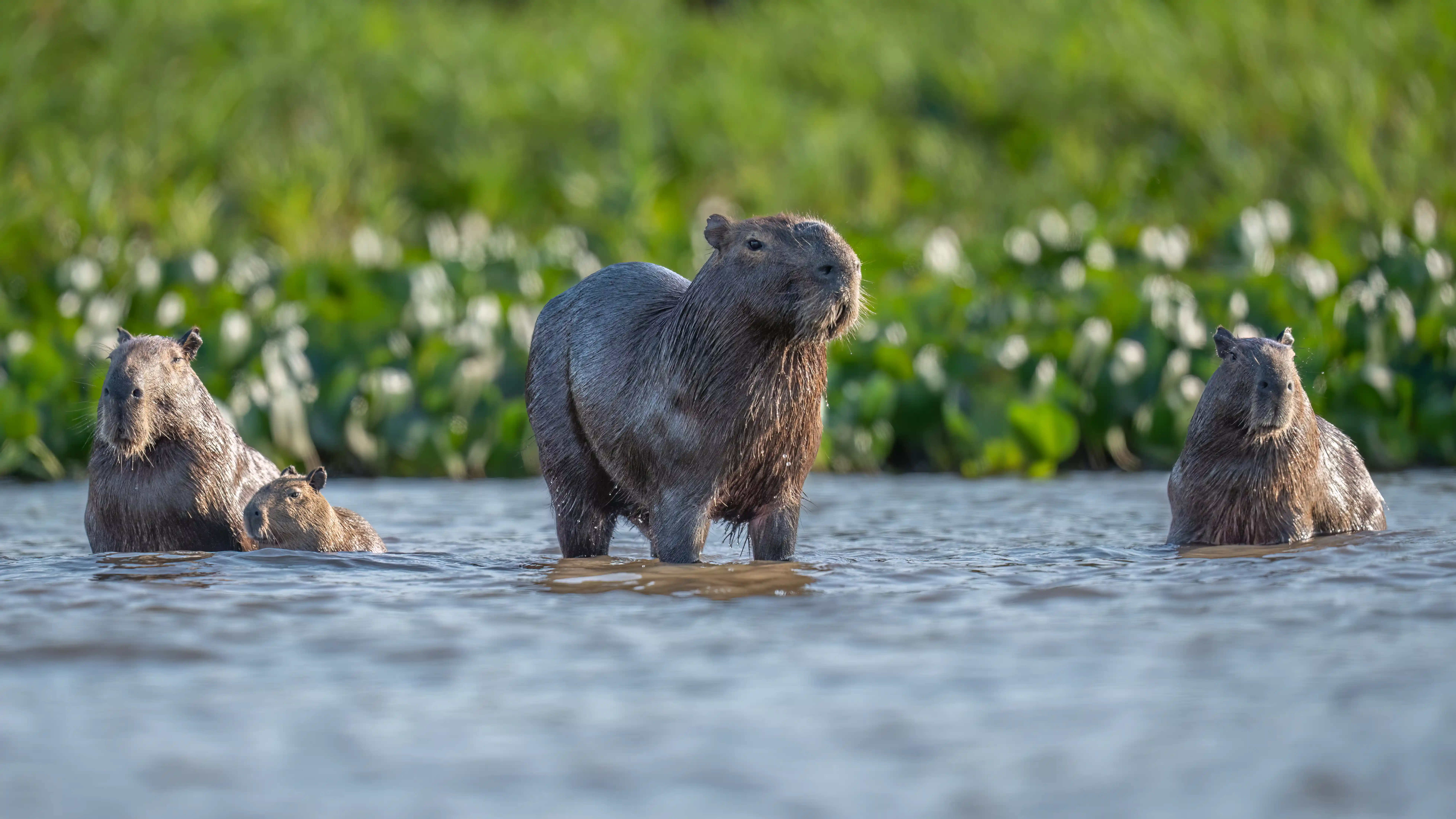 Pantanal Jaguar Expedition gallery image 4